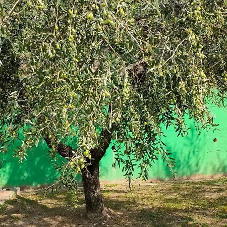 La Tenuta Di Eva *