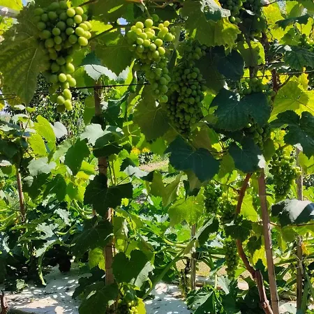 La Tenuta Di Eva * Pise