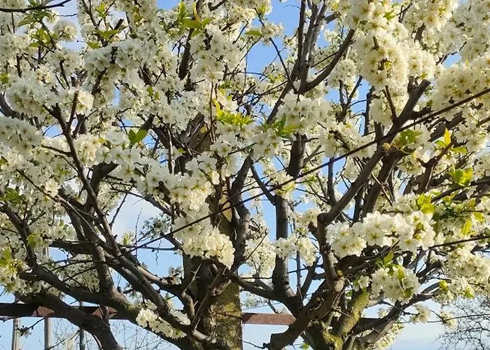 アパート La Tenuta Di Eva ピサ